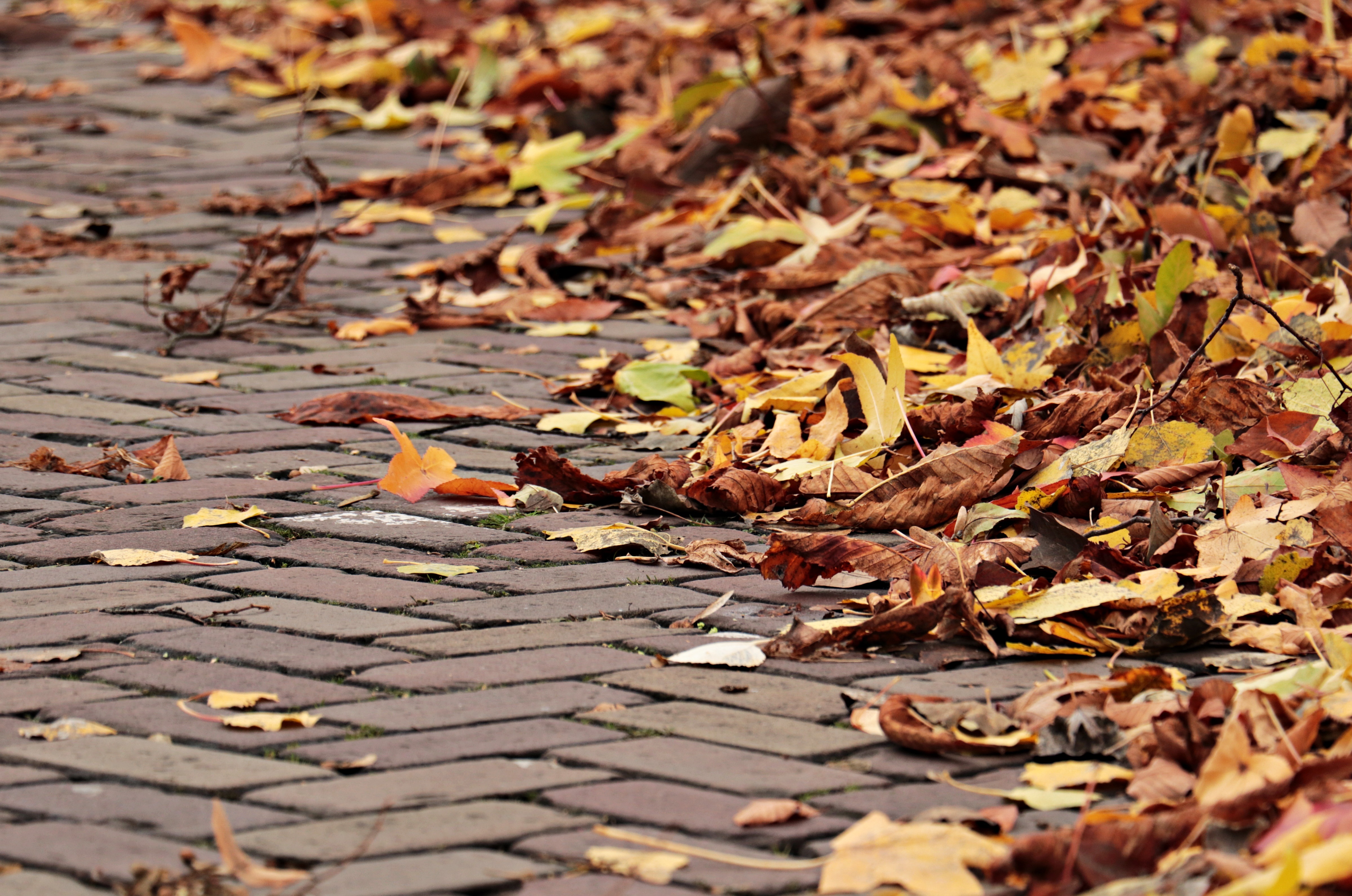 Опавшие листья терпеливо. Опавшая листва. Осень опавшие листья. Осенние листья на тротуаре. Листья на земле.