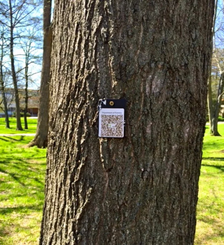 QR-коды с информацией о дереве